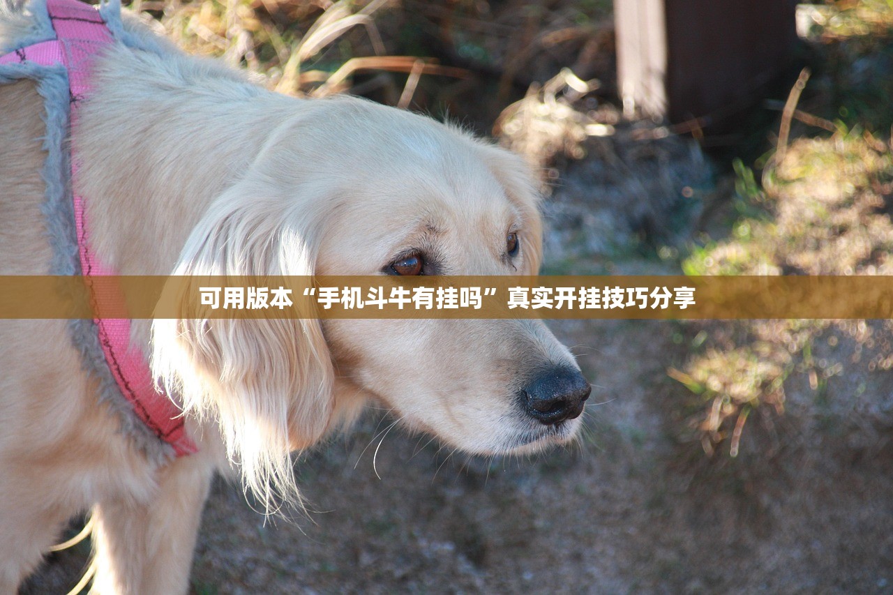 可用版本“手机斗牛有挂吗”真实开挂技巧分享
