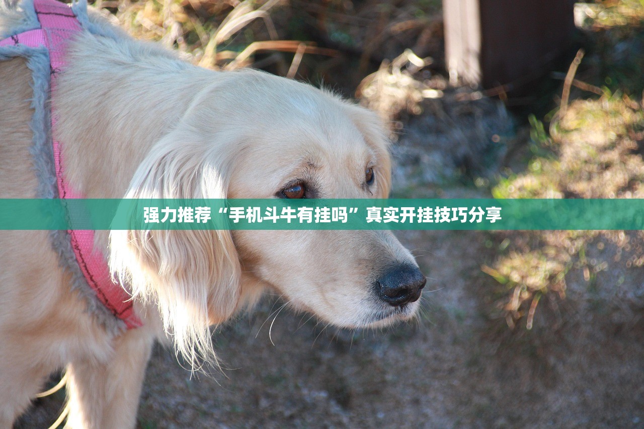强力推荐“手机斗牛有挂吗”真实开挂技巧分享