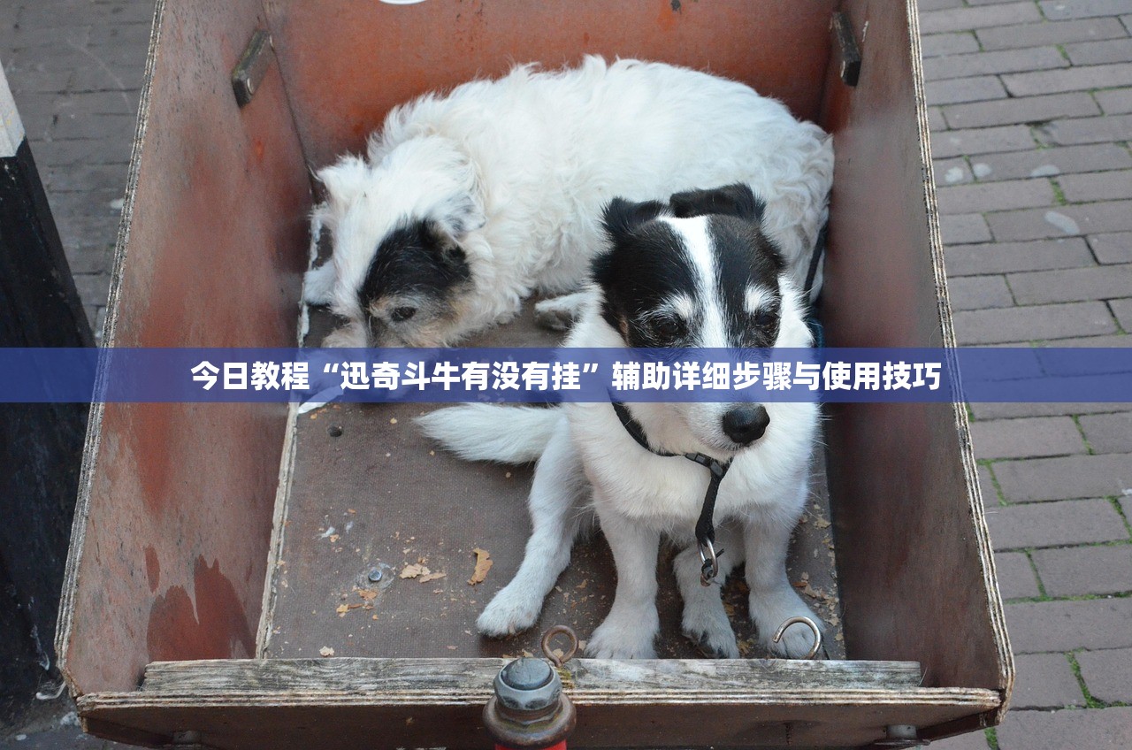 今日教程“迅奇斗牛有没有挂	”辅助详细步骤与使用技巧
