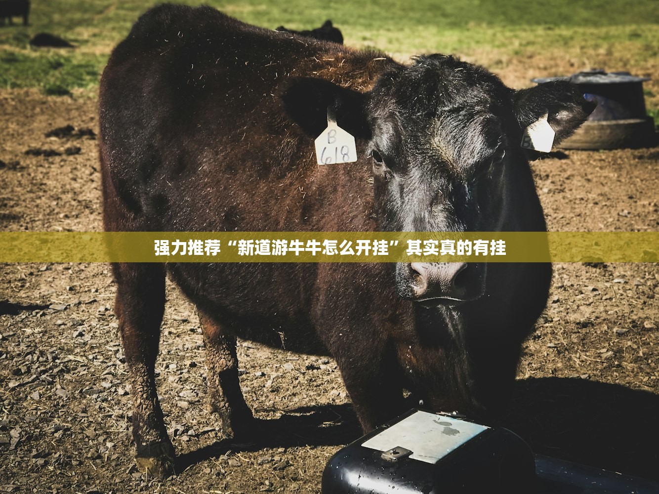 强力推荐“新道游牛牛怎么开挂”其实真的有挂