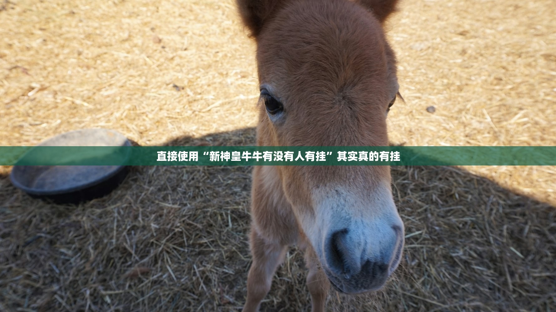 直接使用“新神皇牛牛有没有人有挂”其实真的有挂