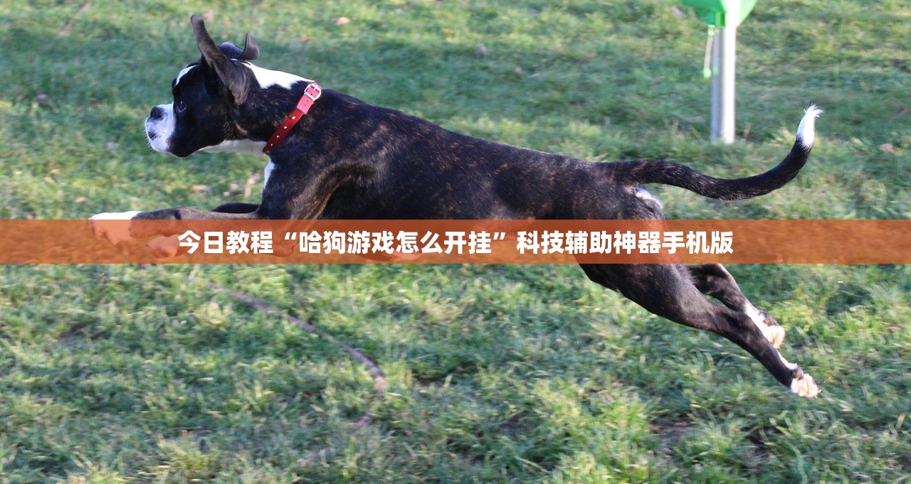 今日教程“哈狗游戏怎么开挂”科技辅助神器手机版