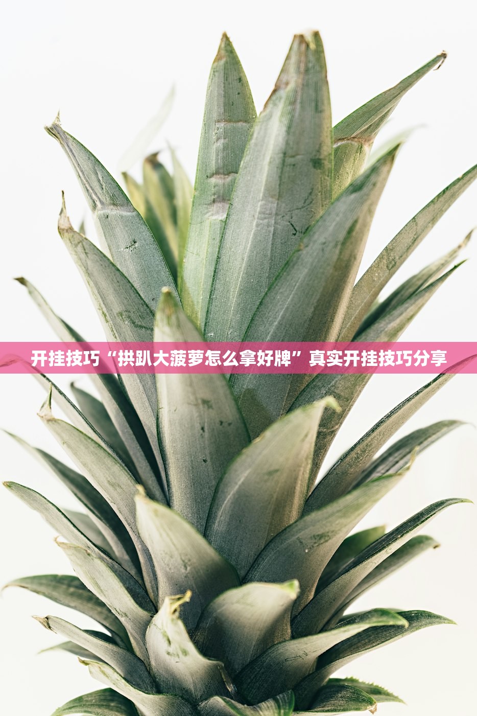 开挂技巧“拱趴大菠萝怎么拿好牌”真实开挂技巧分享