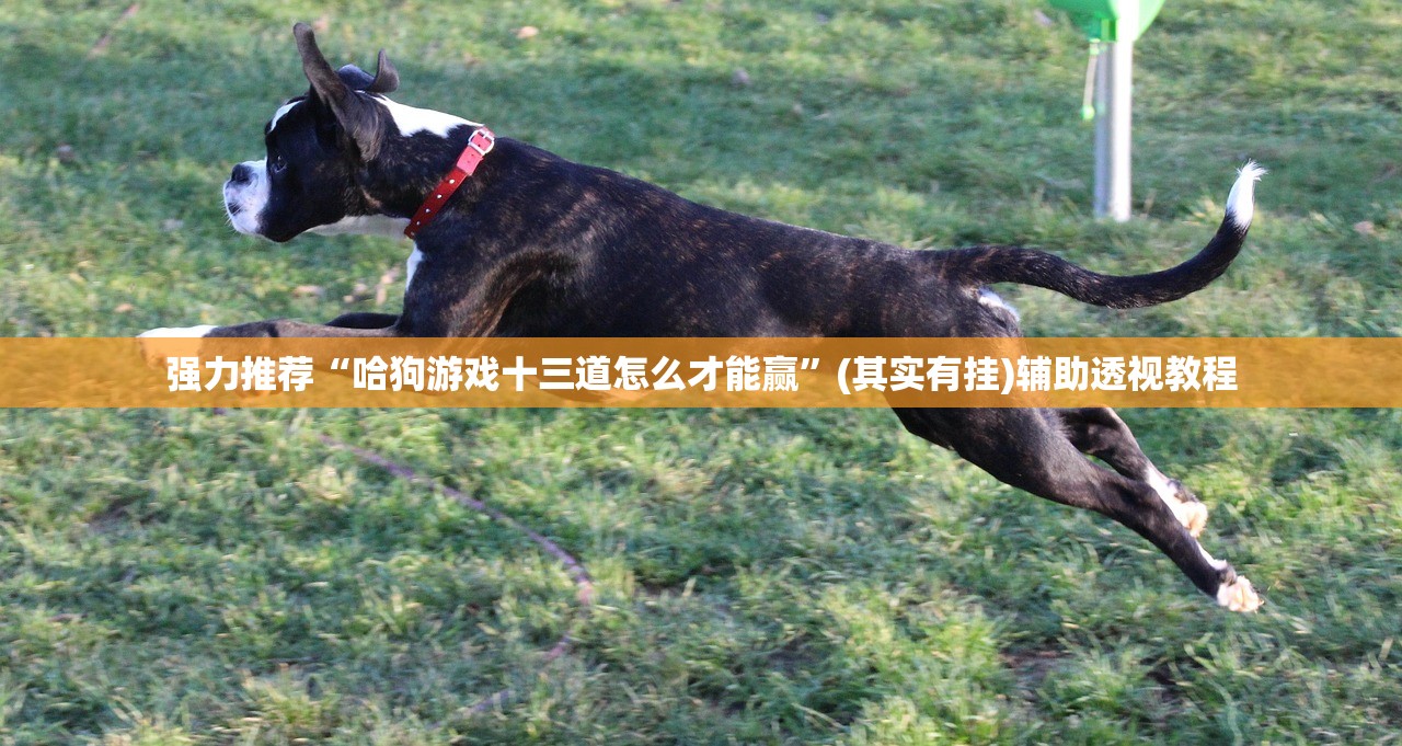 强力推荐“哈狗游戏十三道怎么才能赢	”(其实有挂)辅助透视教程