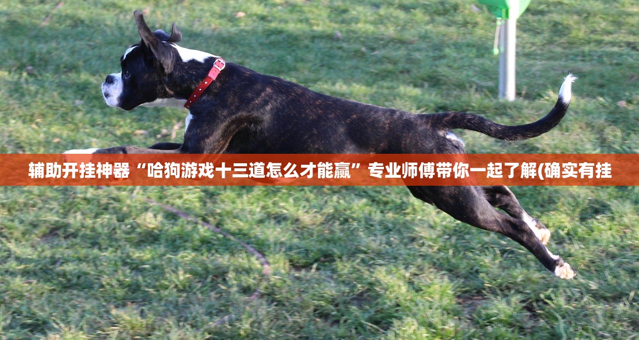 辅助开挂神器“哈狗游戏十三道怎么才能赢”专业师傅带你一起了解(确实有挂
