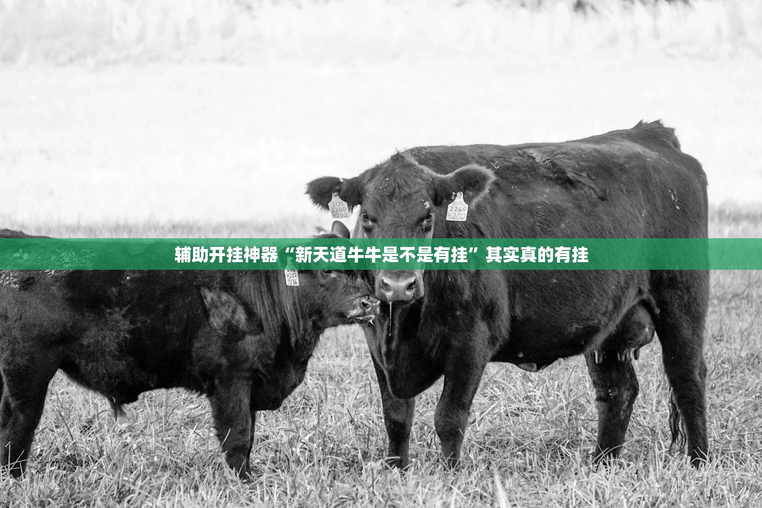 辅助开挂神器“新天道牛牛是不是有挂”其实真的有挂
