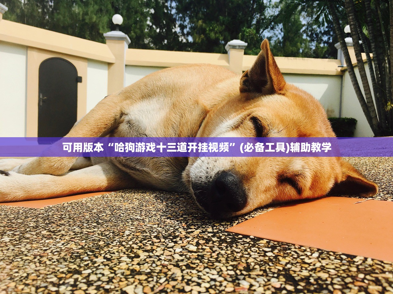 可用版本“哈狗游戏十三道开挂视频”(必备工具)辅助教学