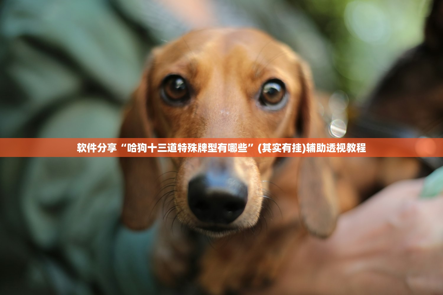 软件分享“哈狗十三道特殊牌型有哪些	”(其实有挂)辅助透视教程
