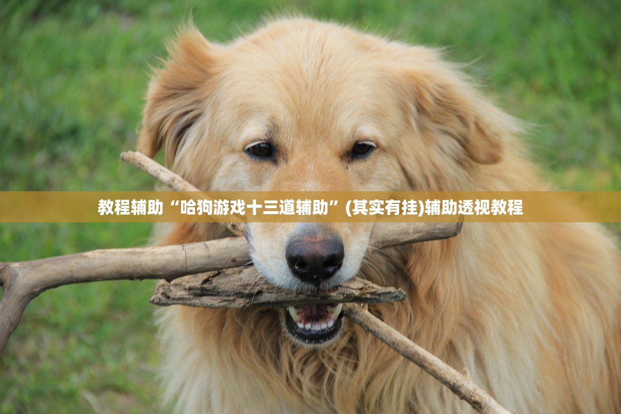 教程辅助“哈狗游戏十三道辅助”(其实有挂)辅助透视教程
